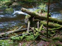 Totholz am Saußbach - Buchberger Leite